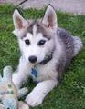Adorable Husky Puppies  - dogs photo