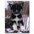 Adorable Husky Puppies  - dogs photo