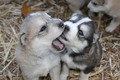 Cute Husky Puppies <3 - dogs photo