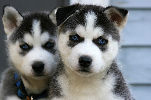 Cute Husky Puppies <3