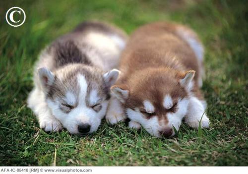  Cute Husky chiots <3