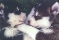 Cute Husky Puppies <3 - dogs photo