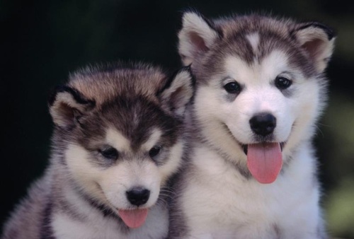 Cute-Husky-Puppies-3-dogs-30206500-500-3