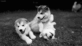 Husky Puppies <3 - dogs photo