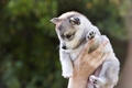 Husky Puppies - dogs photo