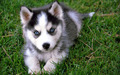 Husky Puppies - dogs photo