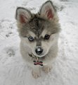 Husky Puppies! - dogs photo