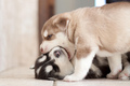 Husky Puppies! - dogs photo
