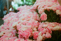 La Vie en rose - daydreaming photo
