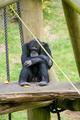 Thinking Chimp - animals photo
