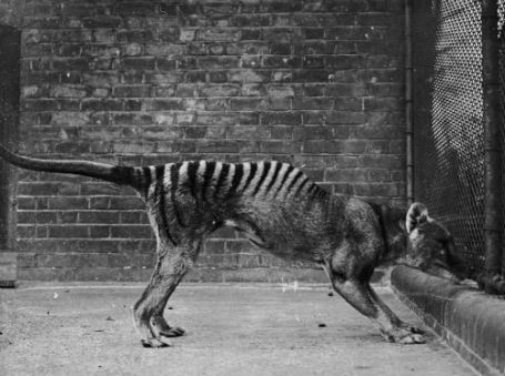 Thylacine in Captivity