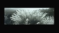 lana-del-rey - Video Games [Music Video] screencap