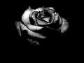 blackroses - black-roses photo