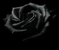 blackroses - black-roses photo