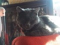 my fluffy, lovable, adorable tabby cat libby! - animals photo