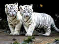 white tigers - animals photo