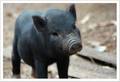 Beautiful piglet - pigs photo
