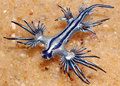 Blue Dragon Sea Slug - animals photo