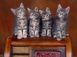  Cute kittens!!!!!