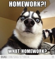 Homework. - random photo