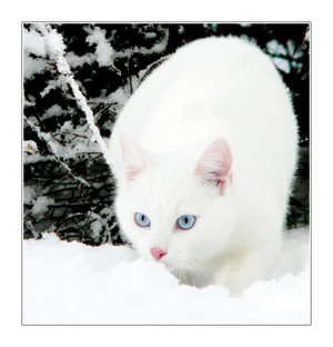  My warrior cat SnowHeart!