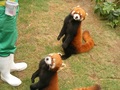 Red pandas in Ocean Park Hong Kong - red-pandas photo