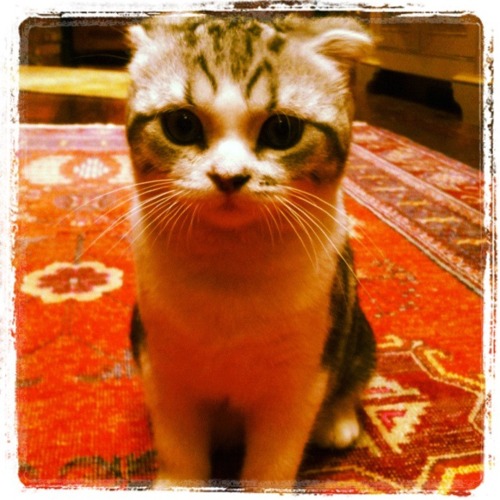  Taylor Swift's Cat, Meredith <13