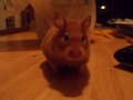 my sister's teddy bear hamster, butterscotch! - animals photo