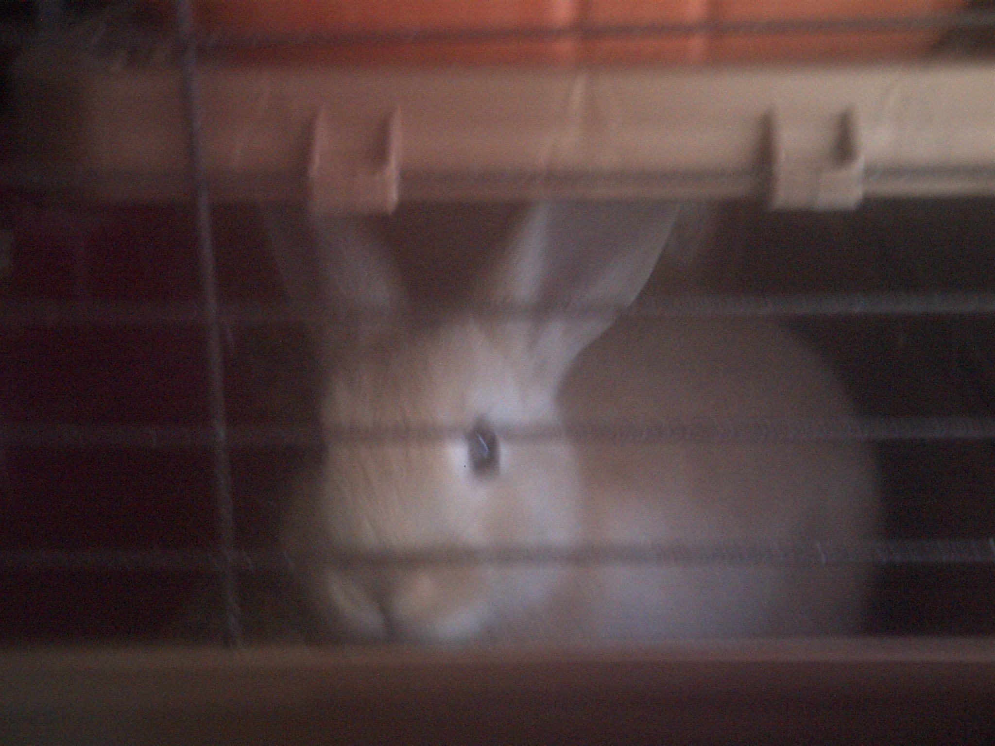 Chloe the bunny