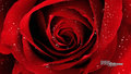 random - Red rose wallpaper