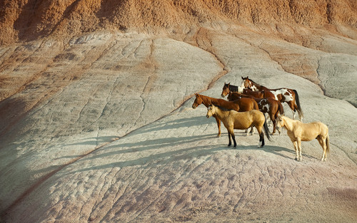  Wild cavalos in Wyoming