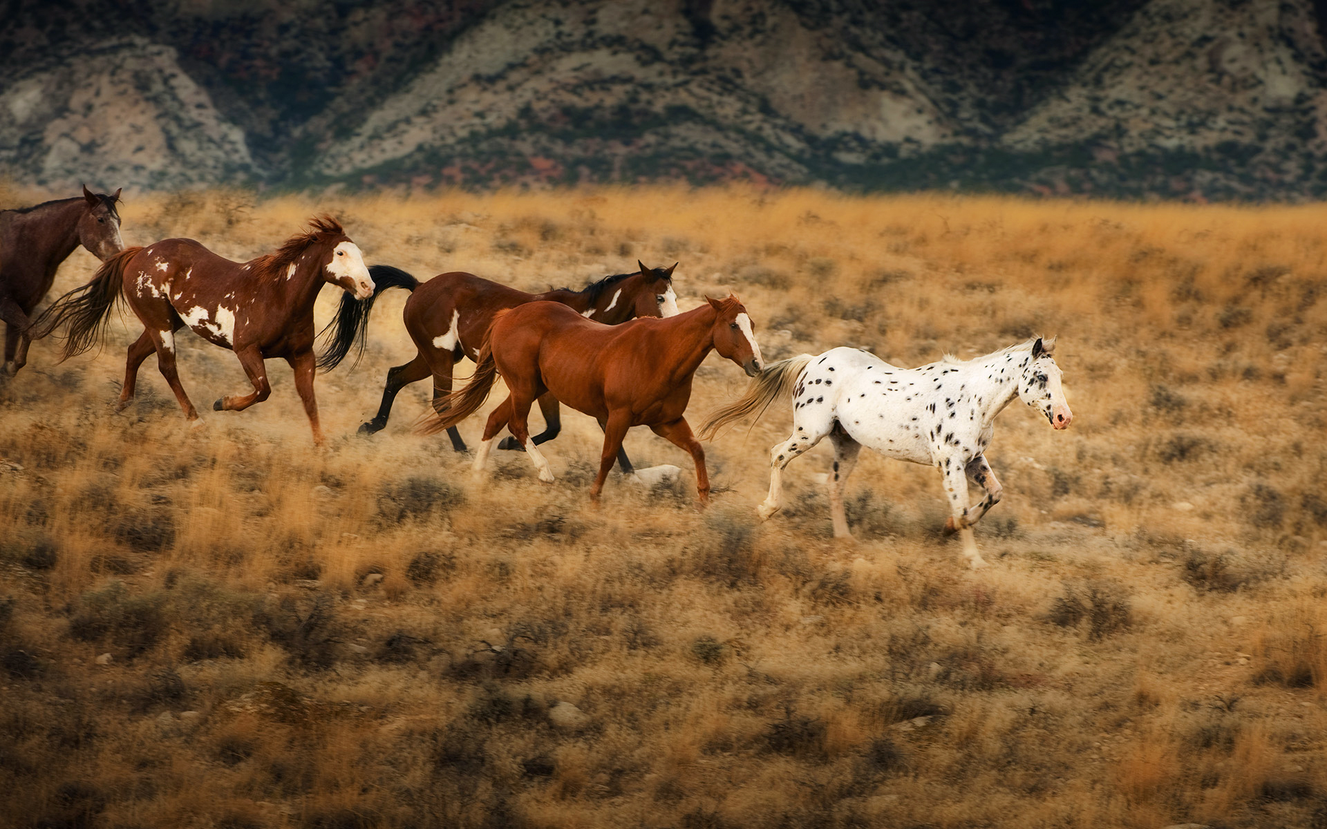 Wild-horses-in-Wyoming-flicka-and-the-sa