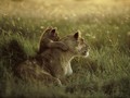 lions - lions photo