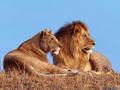 lions - lions photo
