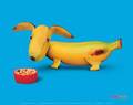 Banana Dog - random photo