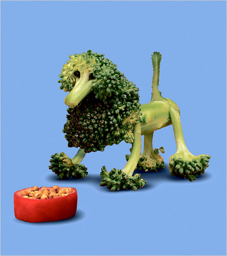  brócolis Poodle