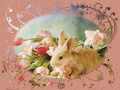 daydreaming - Cute bunny wallpaper