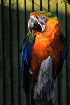 Catalena (hybrid) Macaw