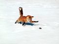 Red Fox - the-animal-kingdom photo