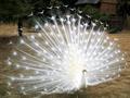 White peacock - fairies photo