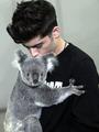 Zayn kissing a koala bear (so cutteee) - one-direction photo