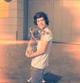 harry holding a koala bear:) - one-direction photo
