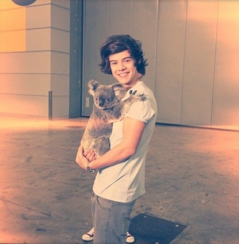  harry holding a koala bear:)