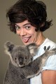 harry with a koala bear:) - one-direction photo