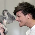 louis and koala bear staring contest:) - one-direction photo