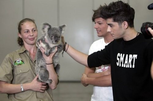  zayn and lou with a koala