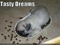 Tasty dream X3 - pugs photo
