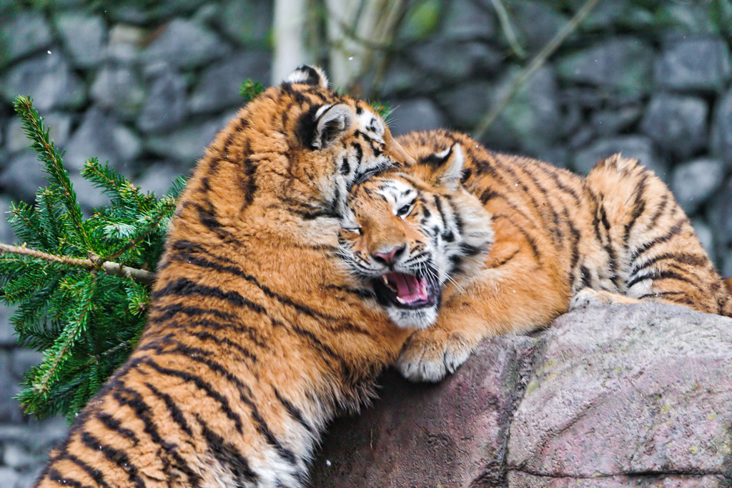 Сестричка встречает год тигра с членом в пизде