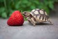 A turtle with a strawberry - animals photo
