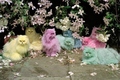 Colourful cats - animals photo